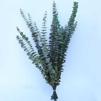 10 ADET Doğal Okaliptüs Dalları Yaprakları Kurutulmuş Çiçek Buketi Süs DIY Ev Düğün Çekim Prop Dekorasyon