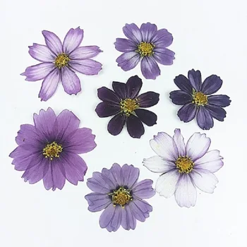 50 adet Preslenmiş Kurutulmuş Galsang Çiçek Bitki Herbaryum Epoksi Reçine Makyaj Takı Kartpostal Davetiye Kartı telefon kılıfı DIY
