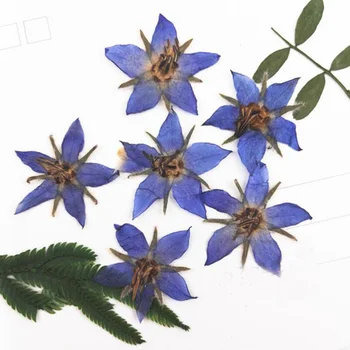 60 adet 2-3cm Preslenmiş Kurutulmuş Borago Officinalis Çiçek Bitki Herbaryum Takı Kartpostal Davetiye Kartı telefon kılıfı DIY