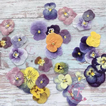 60 adet Preslenmiş Kurutulmuş Hercai Menekşe Viola Tricolor L. Çiçek Bitkiler Herbaryum Takı Kartpostal Imi telefon kılıfı DIY